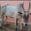 Thumbnail: Desi cow sale in trichy