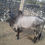 Thumbnail: காங்கேயம் ஜோடி காளைகள் விற்பனைக்கு, பெருந்துறை