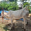 Thumbnail: ஜோடி காளைகள் விற்பனைக்கு, அந்தியூர்
