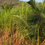 Thumbnail: Super napier grass