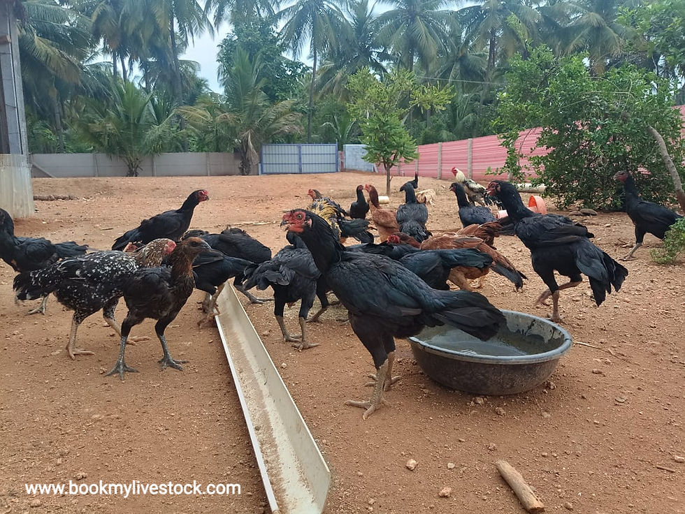 Thumbnail: Chicks for sale