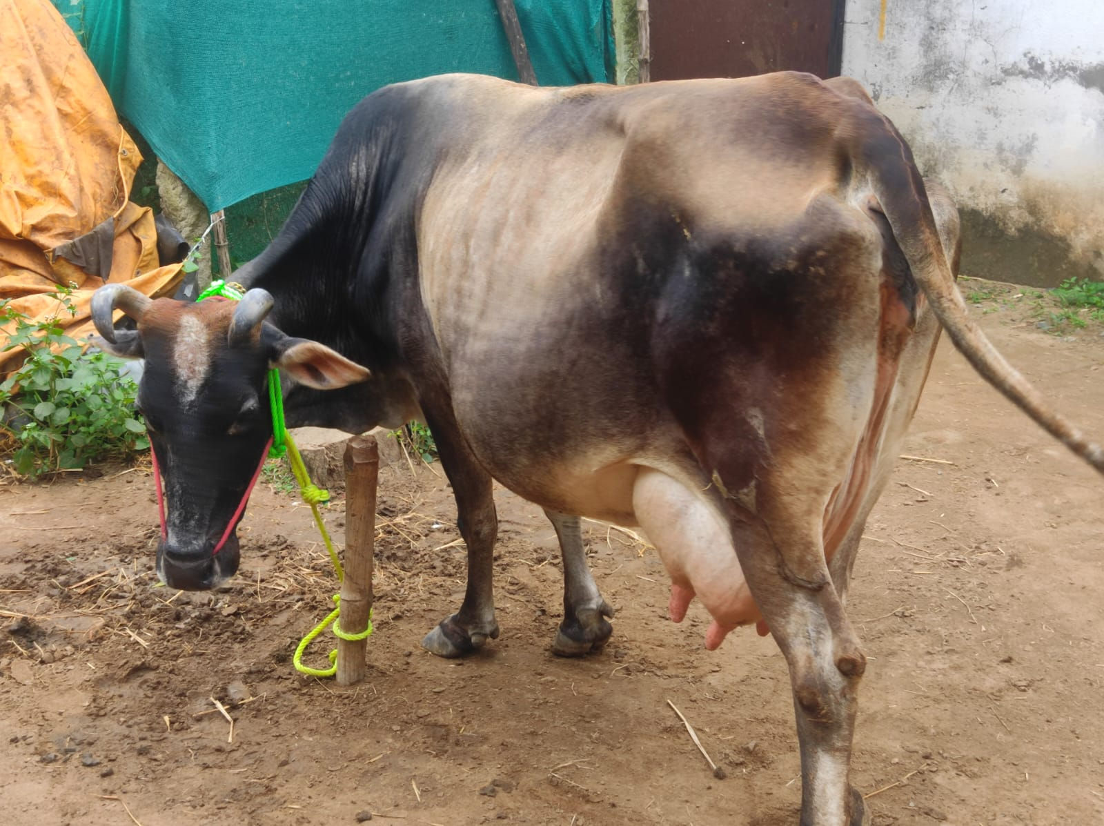 திருவாரூரில் மூன்றாம் ஈத்து சினை மாடு விற்பனைக்கு