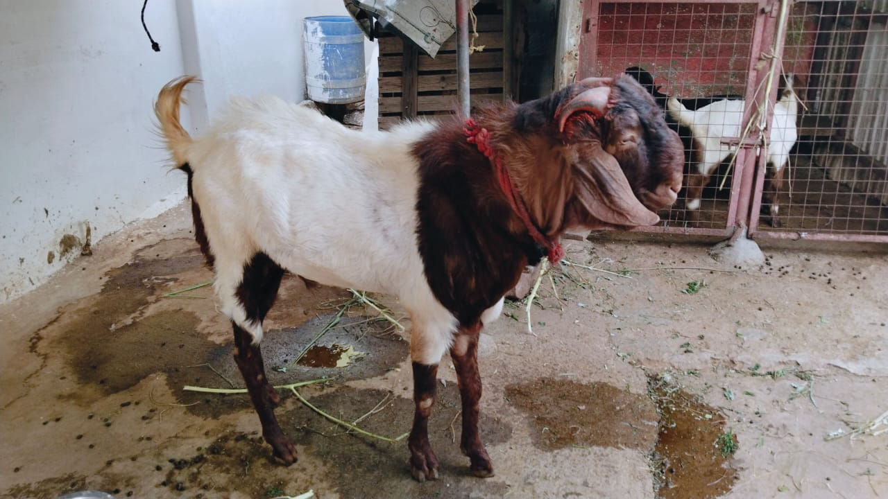 Male goat sale in coimbatore