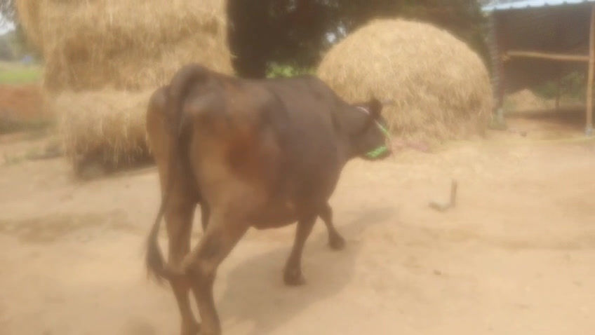 Thumbnail: இரண்டாம் சினை மாடுகள் விற்பனைக்கு, பெரம்பலூர்
