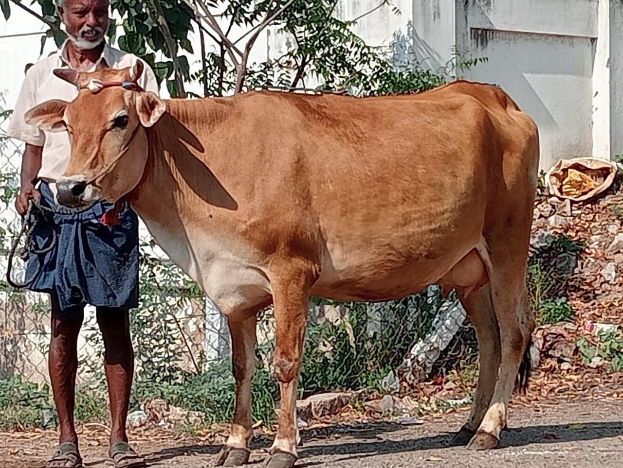 சினை மாடு விற்பனைக்கு, சிவகாசி