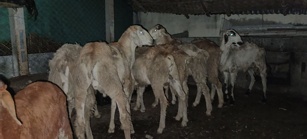 Thumbnail: 7 கிடாய்கள் விற்பனைக்கு, நாமக்கல்