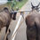Thumbnail: Pair of oxen for sale