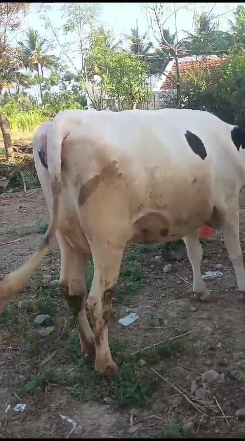 Thumbnail: சேலத்தில் பண்ணை மாடுகள் விற்பனைக்கு