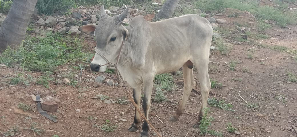 Mayilai Kannu Sale in Udumalpet