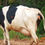 Thumbnail: Cow for sale