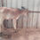 Thumbnail: Cow for sale