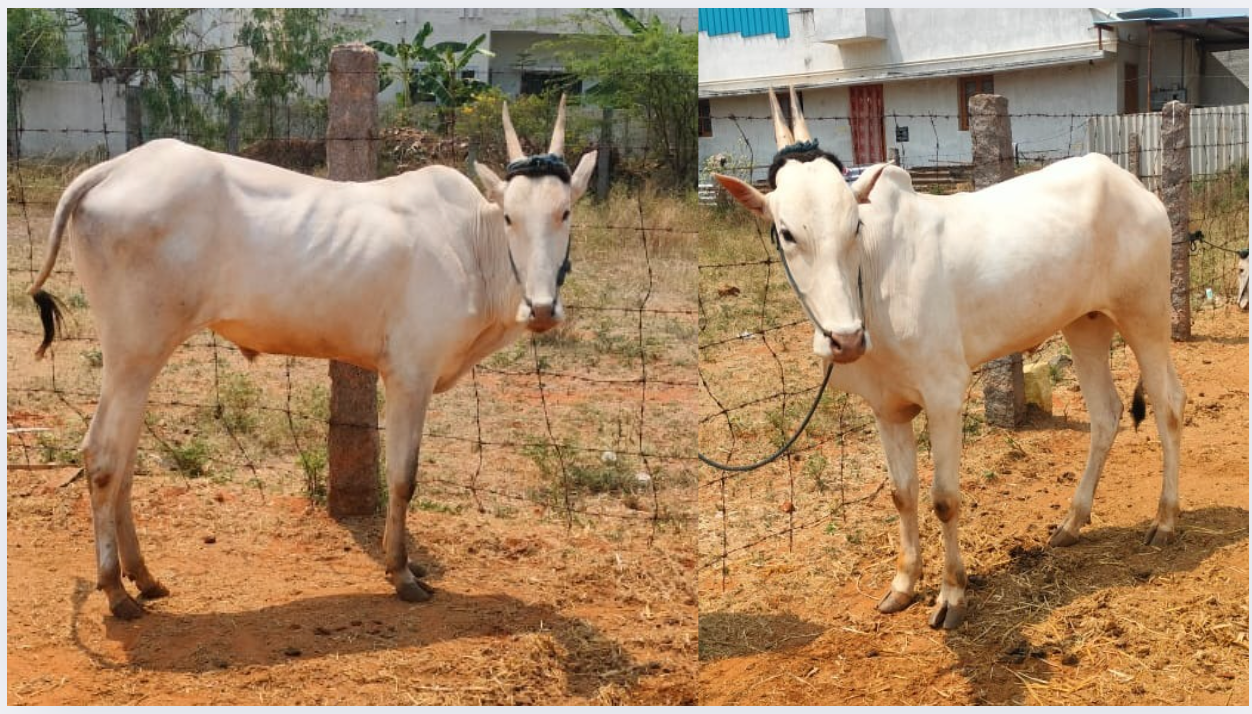 Jodi Kalai Sale in Coimbatore