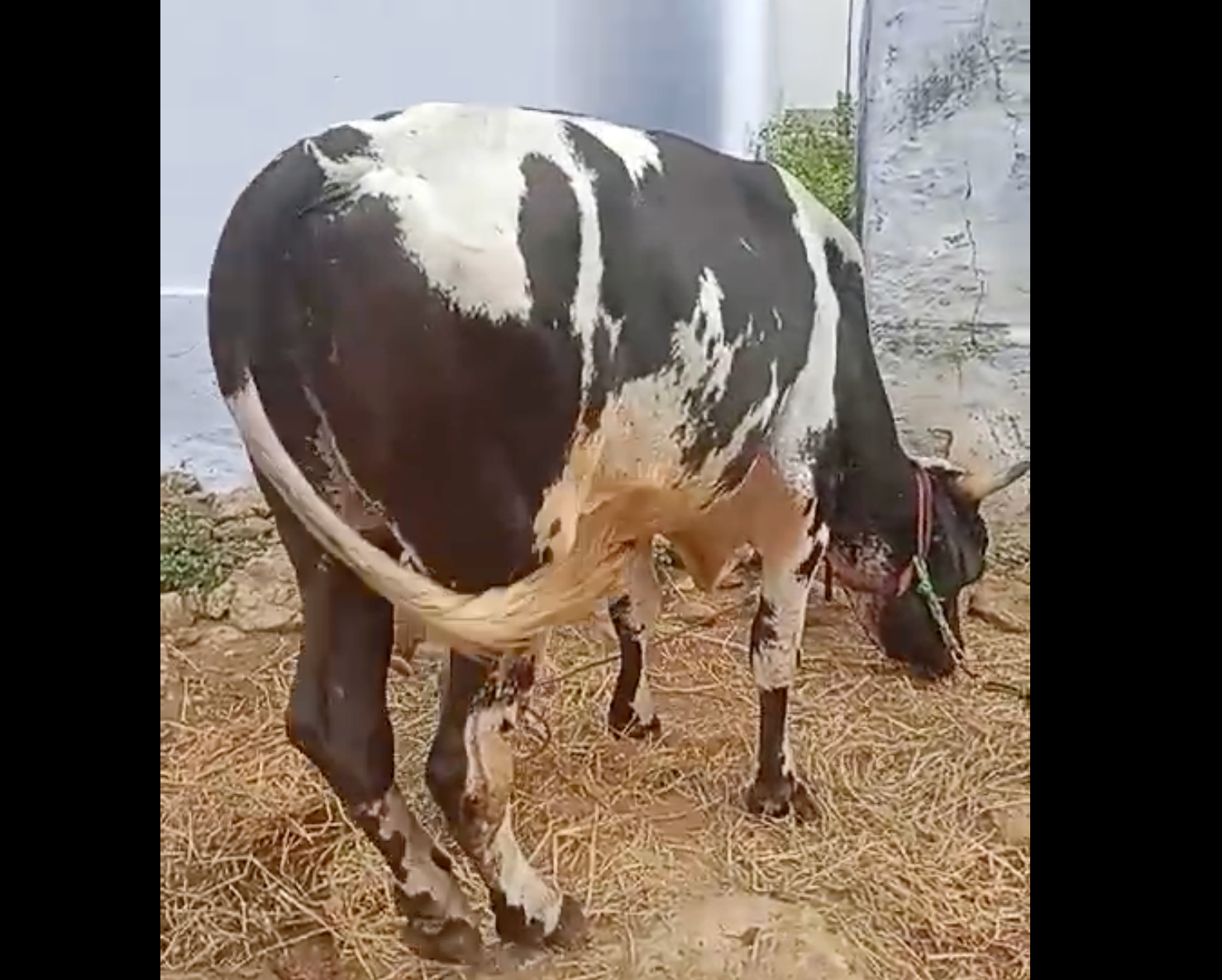 HF bull sale in Thoothukudi