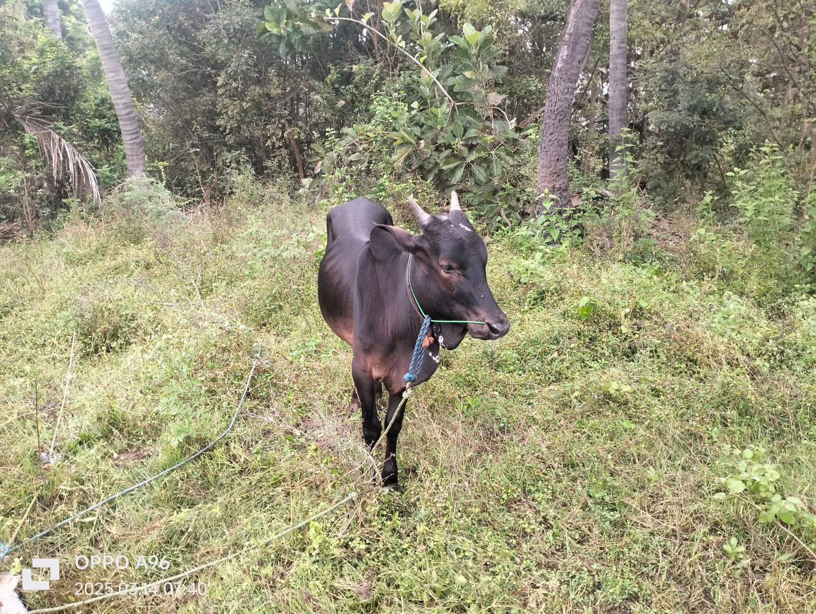 Kangayam Bull for Sale in Erode