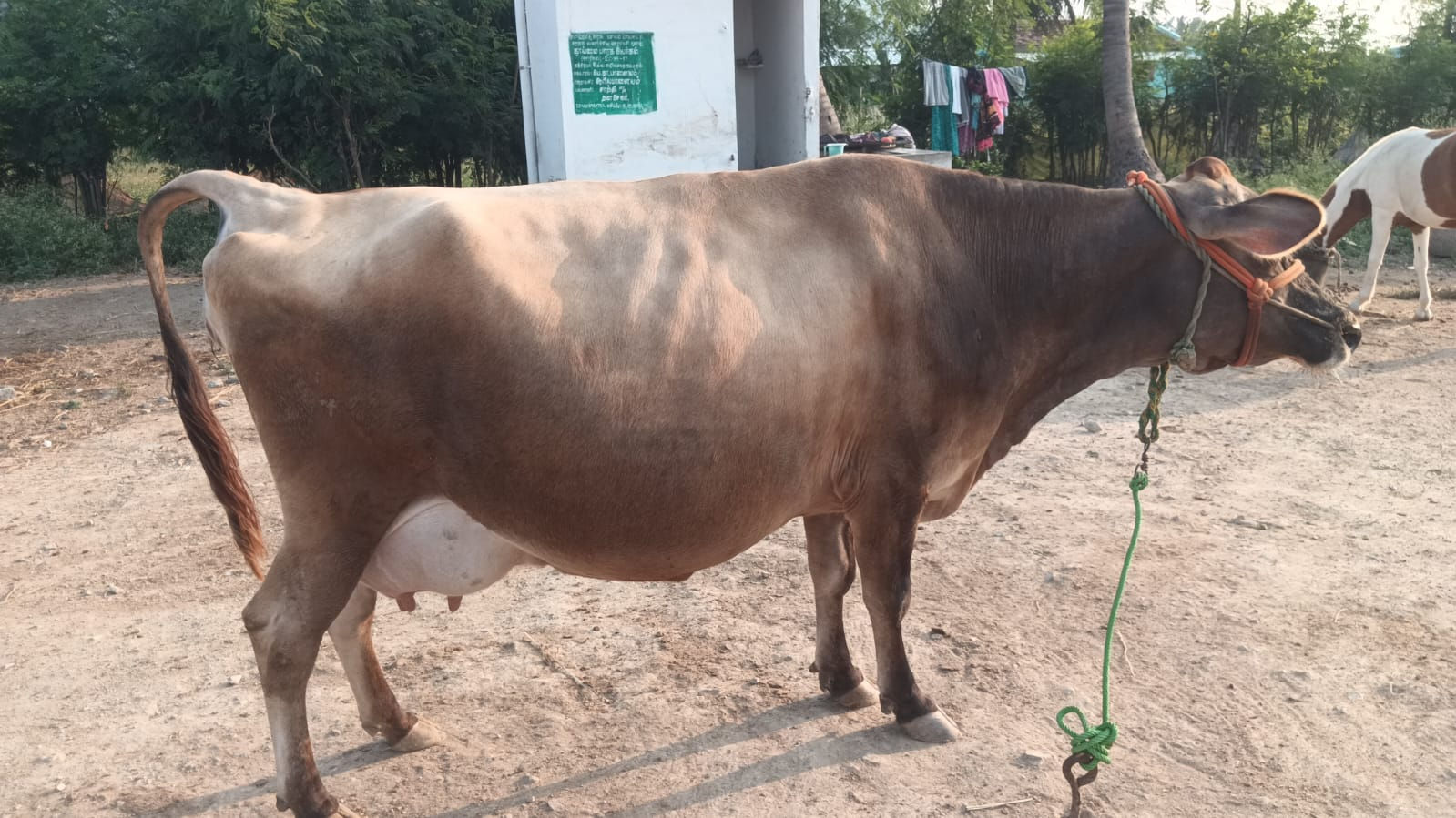 Kari Sevalai and Sevalai Cows Sale
