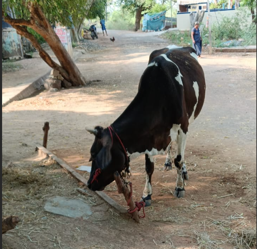 Thumbnail: மதுரையில் கை கறவை மாடு விற்பனைக்கு