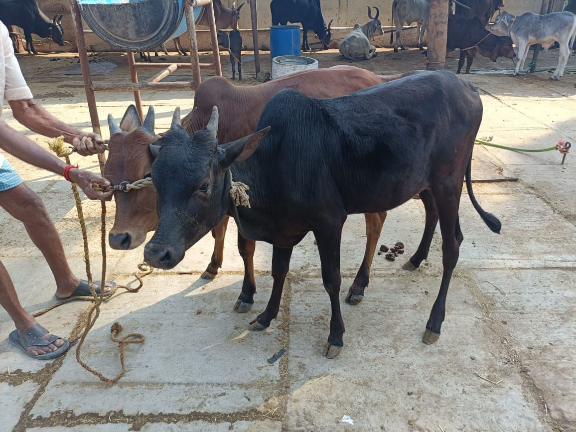 கோயம்புத்தூரில் ஜோடி காளைக்கன்றுகள் விற்பனைக்கு