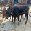 Thumbnail: கோயம்புத்தூரில் ஜோடி காளைக்கன்றுகள் விற்பனைக்கு