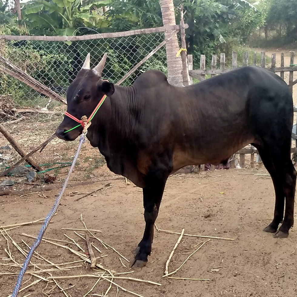 Thumbnail: Buy Kari Kangayam Bull Online – Top Quality Native Bull for Sale