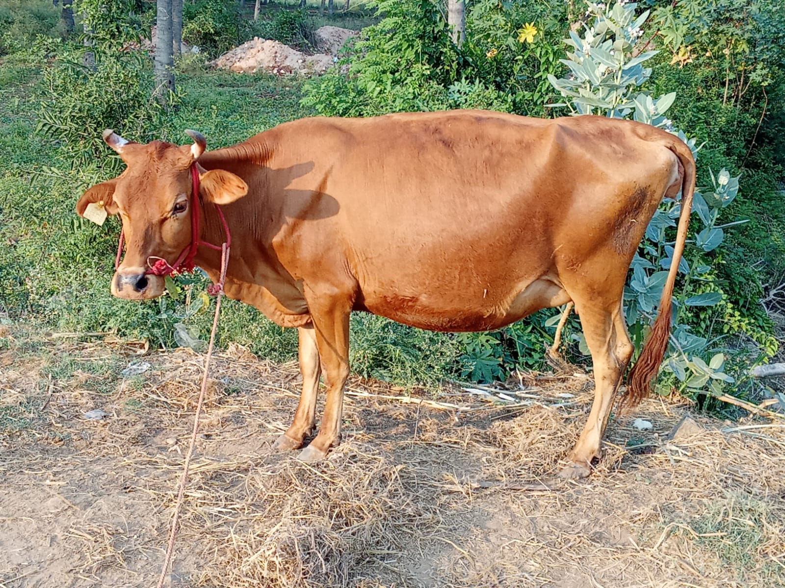 சினை மாடு விற்பனைக்கு, சேலம்