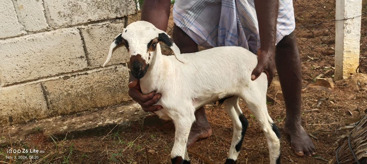 ஆட்டுக்குட்டிகள் விற்பனைக்கு