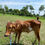 Thumbnail: Female calf for sale