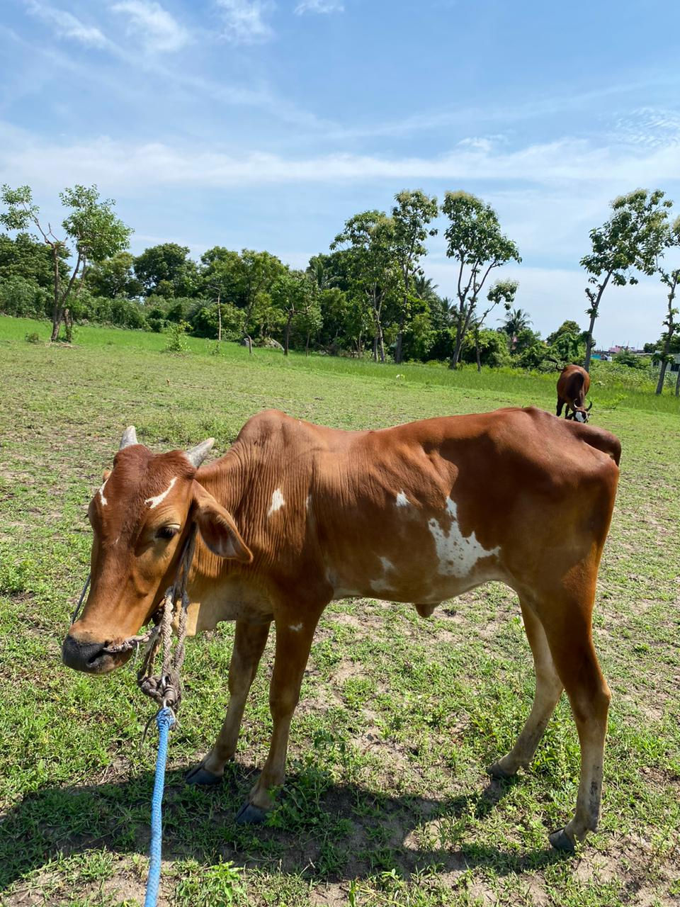 Female calf for sale