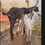 Thumbnail: Goats sale in virudhunagar