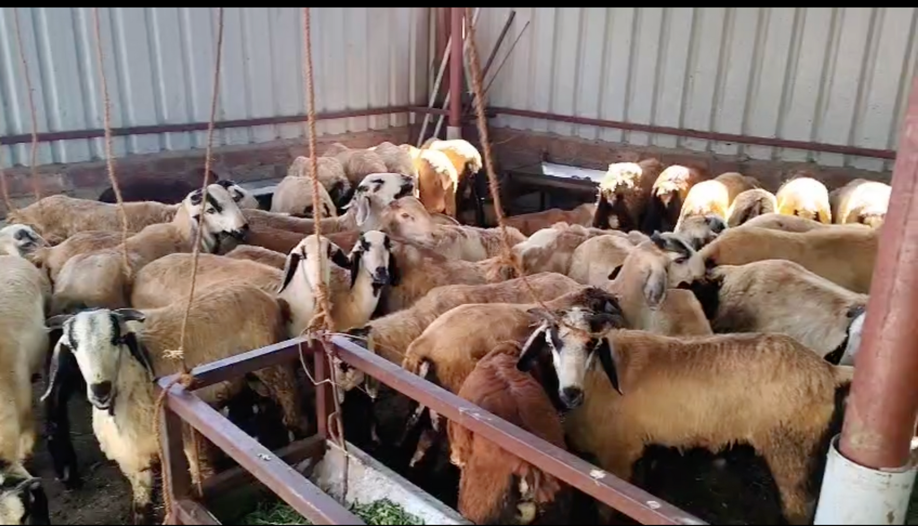 செம்மறியாடுகள் விற்பனைக்கு