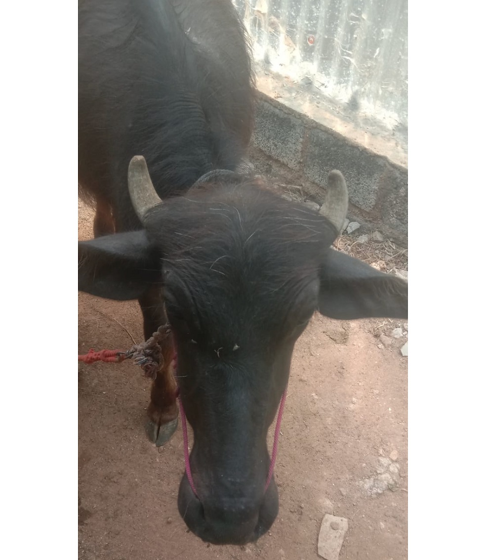 Thumbnail: buffalo female calf sale in karur