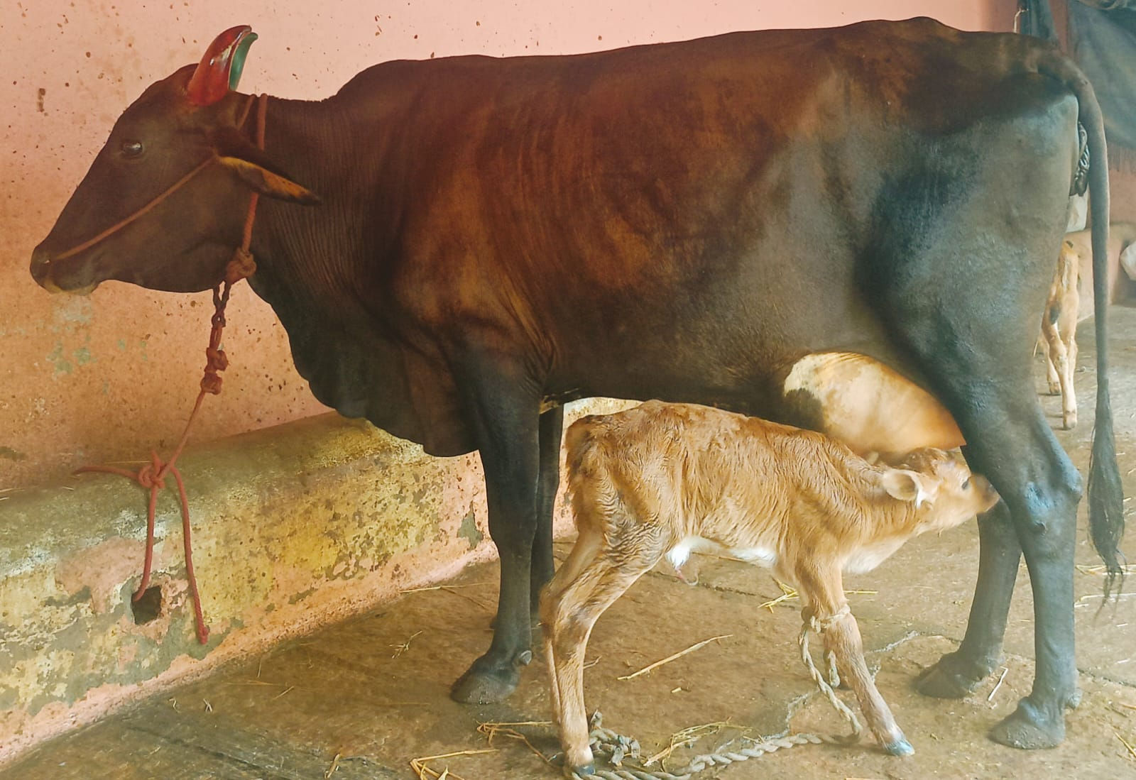 Strong and Healthy Young Milking Cow for Sale
