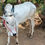 Thumbnail: கொடிவேரியில்  ஜோடி காளைகள் விற்பனைக்கு