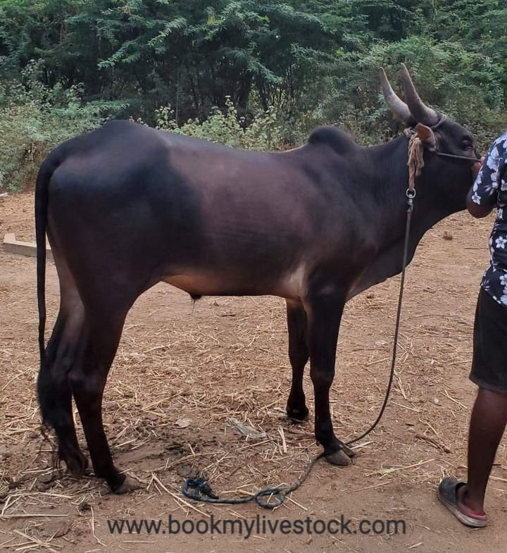 Thumbnail: kangeyam Kaari bull for sale