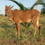 Thumbnail: Sevalai male calf for sale
