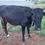 Thumbnail: Female calf sale in palladam