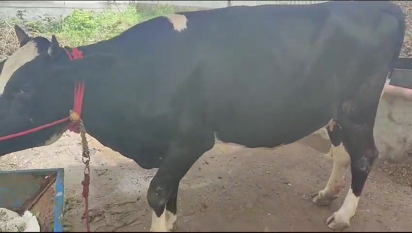 Thumbnail: தலை ஈத்து சினை மாடு  விற்பனைக்கு