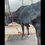 Thumbnail: second lactation pregnant cow available in virudhunagar