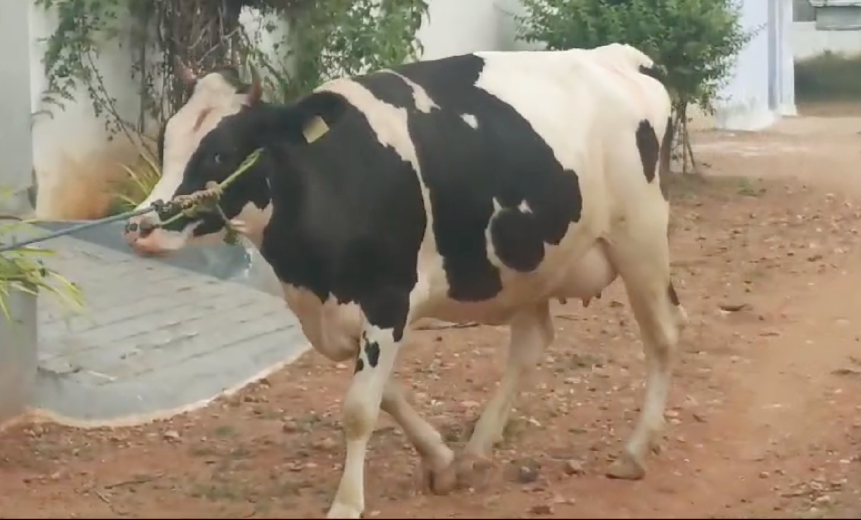 தலை ஈத்து HF சினை மாடு விற்பனைக்கு காங்கேயத்தில்