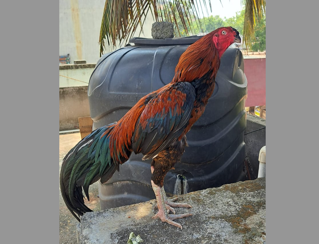 விற்பனைக்கு, கோயம்புத்தூர்