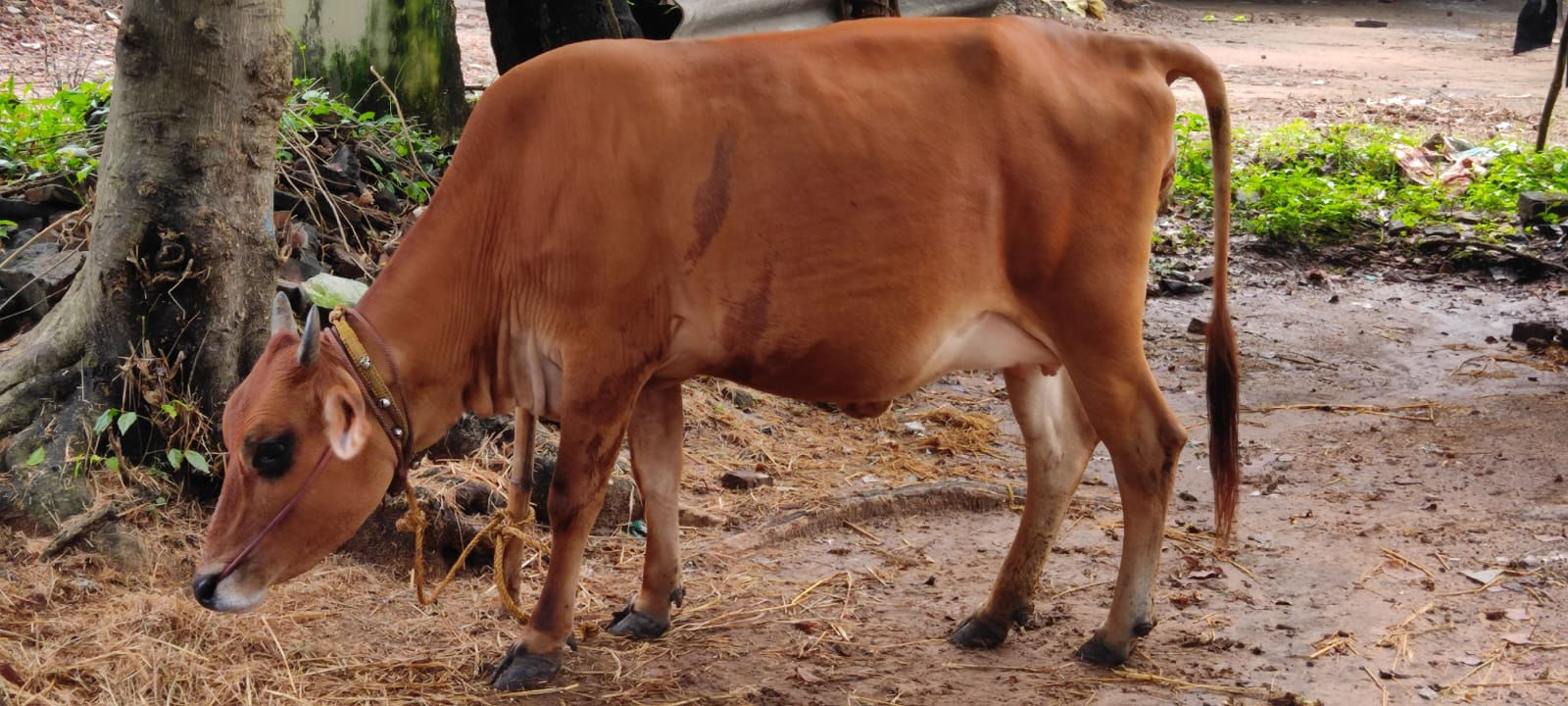 Cow sale in thiruvarur