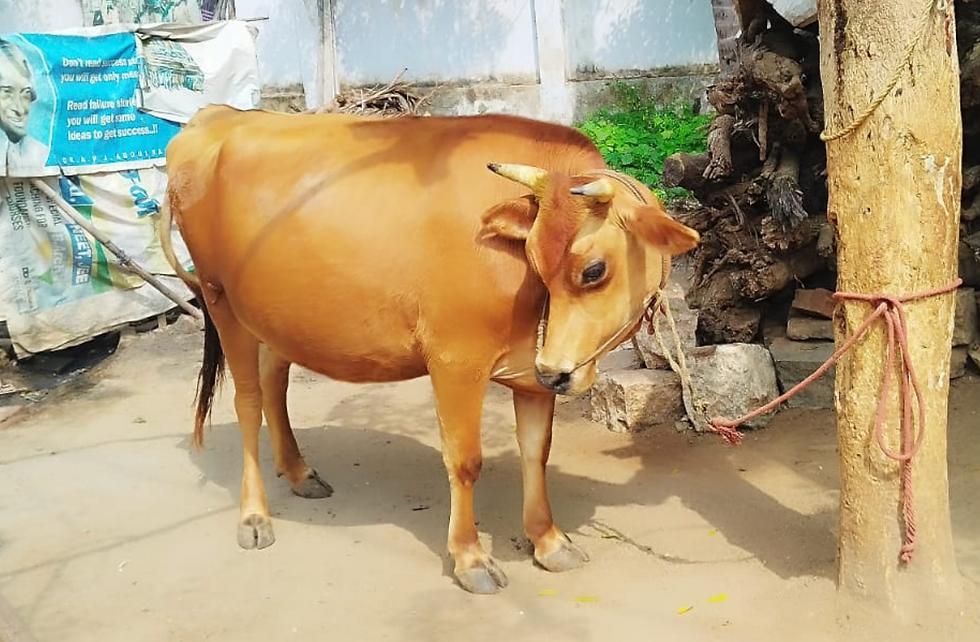Thumbnail: மதுரையில் தலை ஈத்து சினை மாடு விற்பனைக்கு