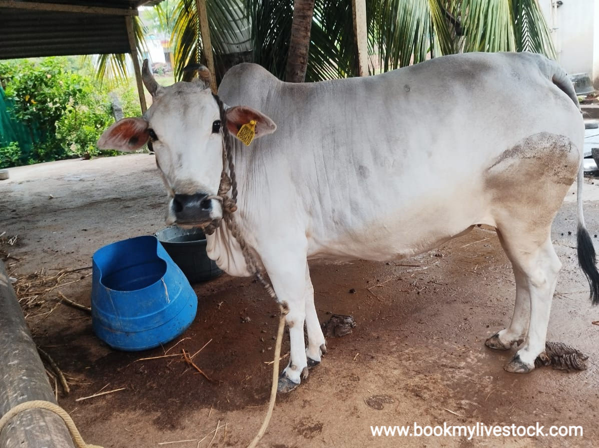 புங்கனூர் மாடு விற்பனைக்கு