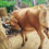 Thumbnail: Cow sale in madurai