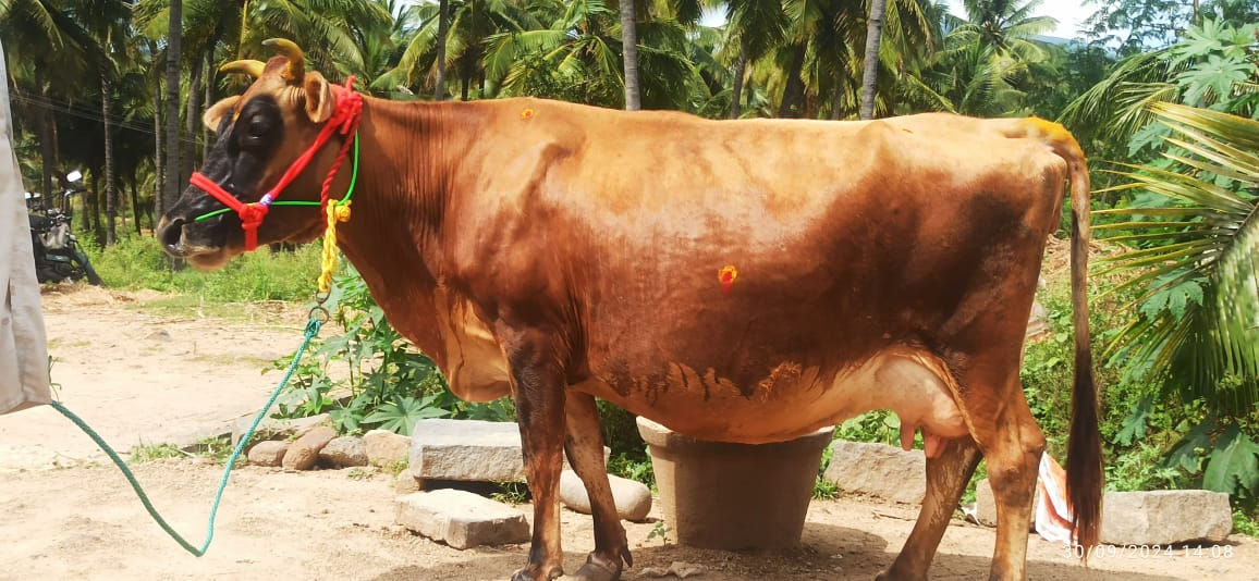 மாடு விற்பனைக்கு