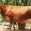 Thumbnail: Cow for sale