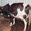 Thumbnail: Newly calved milking cow for sale in madurai