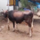 Thumbnail: கறவை மாடு விற்பனைக்கு