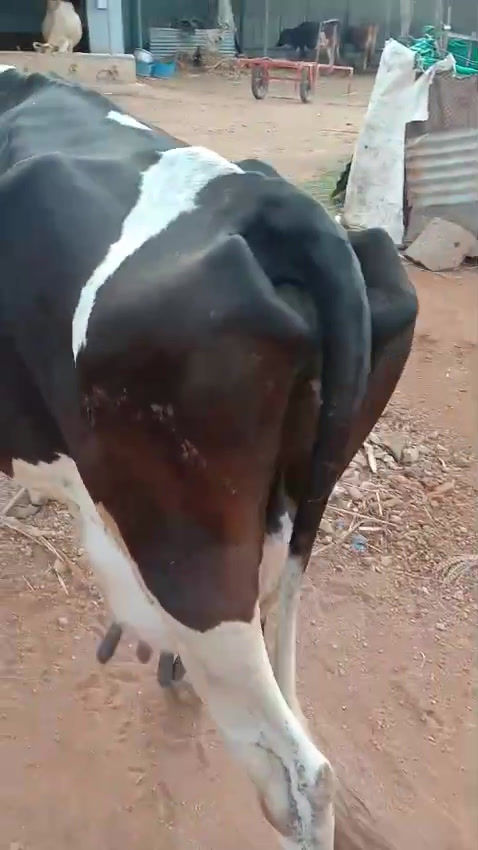 Thumbnail: Cow for sale