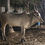 Thumbnail: Ox Sale in Sulur