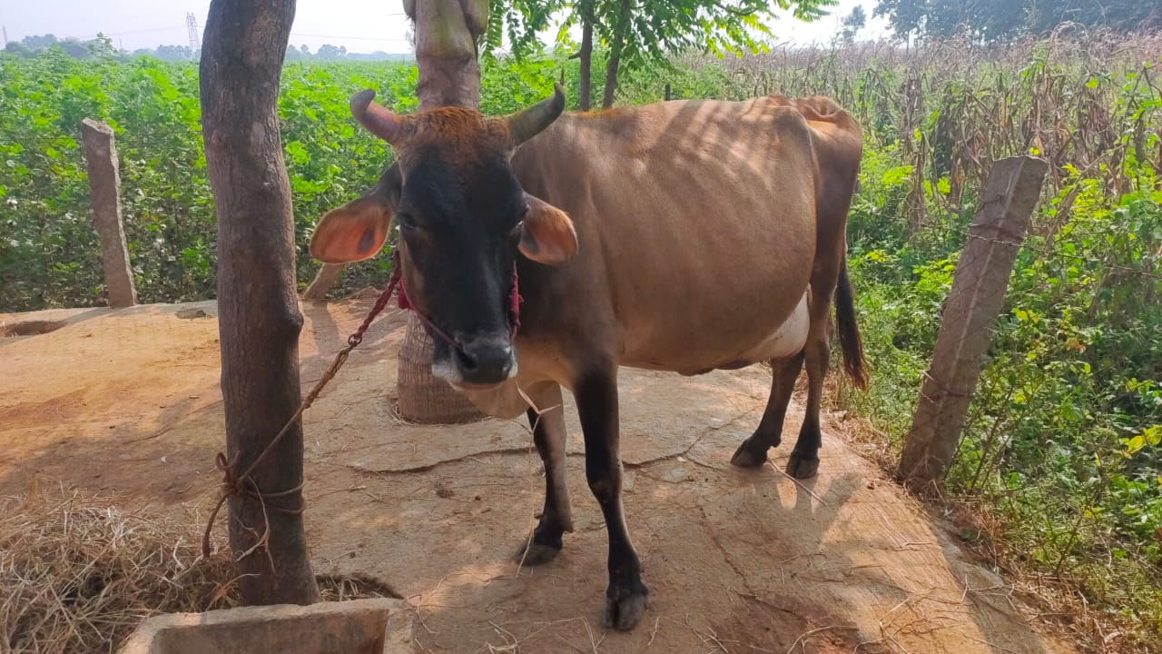 பெரம்பலூரில் இளம் கறவை மாடு விற்பனைக்கு